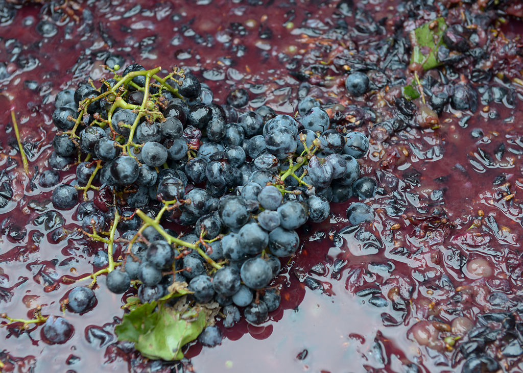 Grapes are ready to be crushed